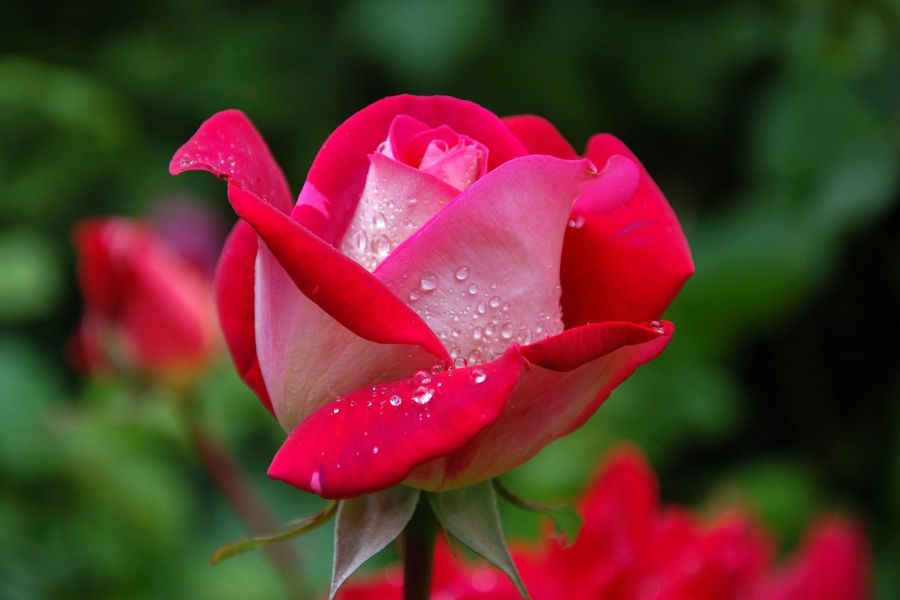 róża w kroplach deszczu